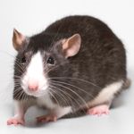 Deratyzacja - zwalczanie gryzoni, zwalczanie szczurów, zwalczanie myszy
