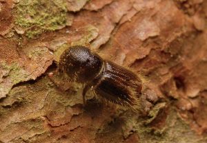 Kornik drukarz (Ips typographus), szkodnik drewna żywego