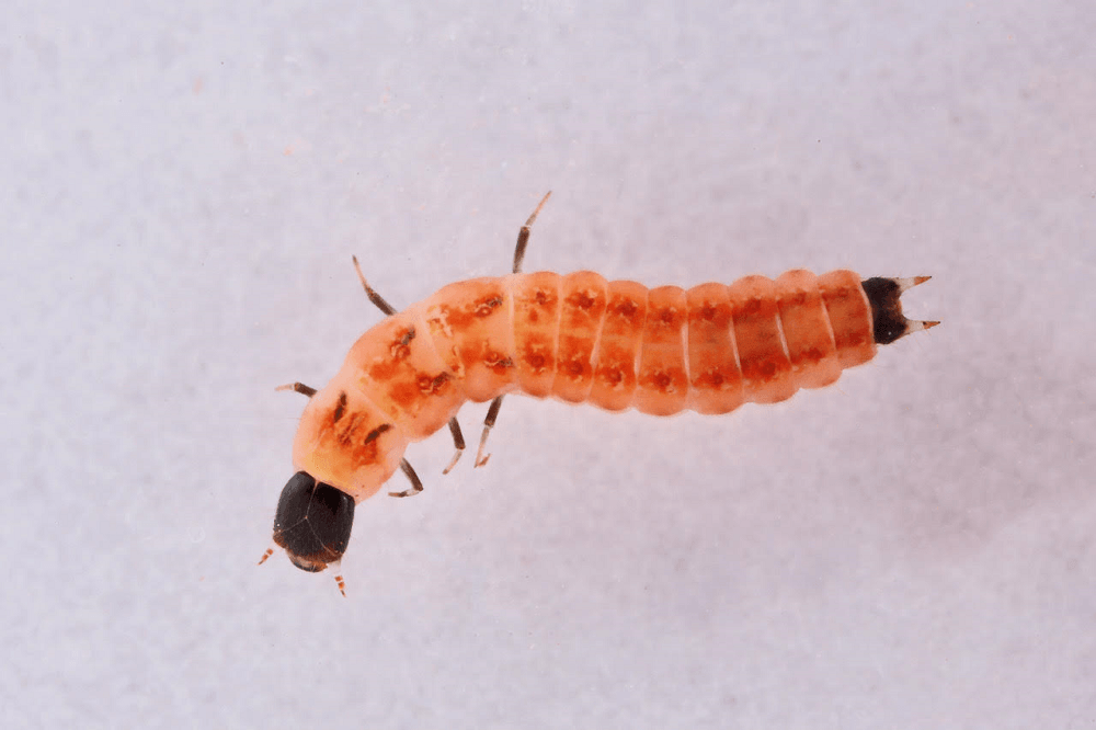 Pasterek domowy (Opilo domesticus) wróg spuszczela i kołatka Carsekt