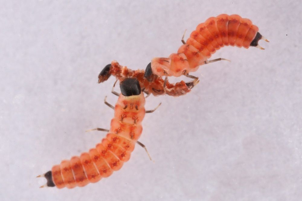 Pasterek domowy (Opilo domesticus) wróg spuszczela i kołatka Carsekt