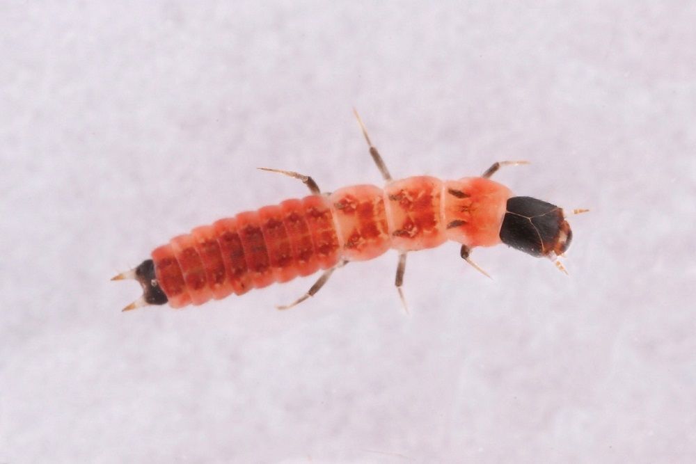 Pasterek domowy (Opilo domesticus) wróg spuszczela i kołatka Carsekt