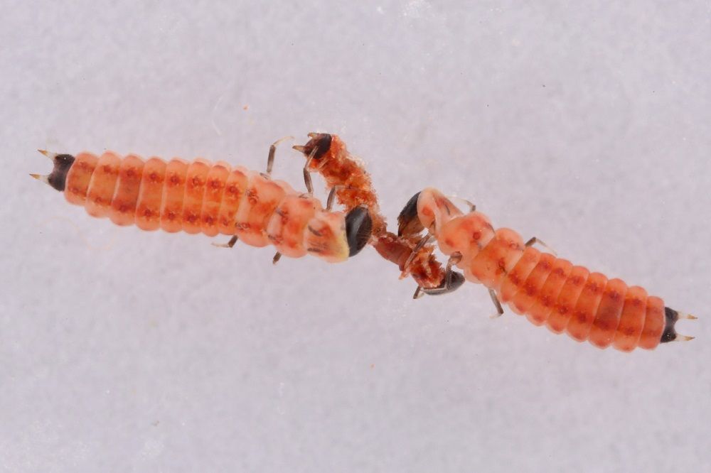 Pasterek domowy (Opilo domesticus) wróg spuszczela i kołatka Carsekt