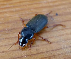 Dzier włochaty (Harpalus rufipes) siedzący na blacie stołu