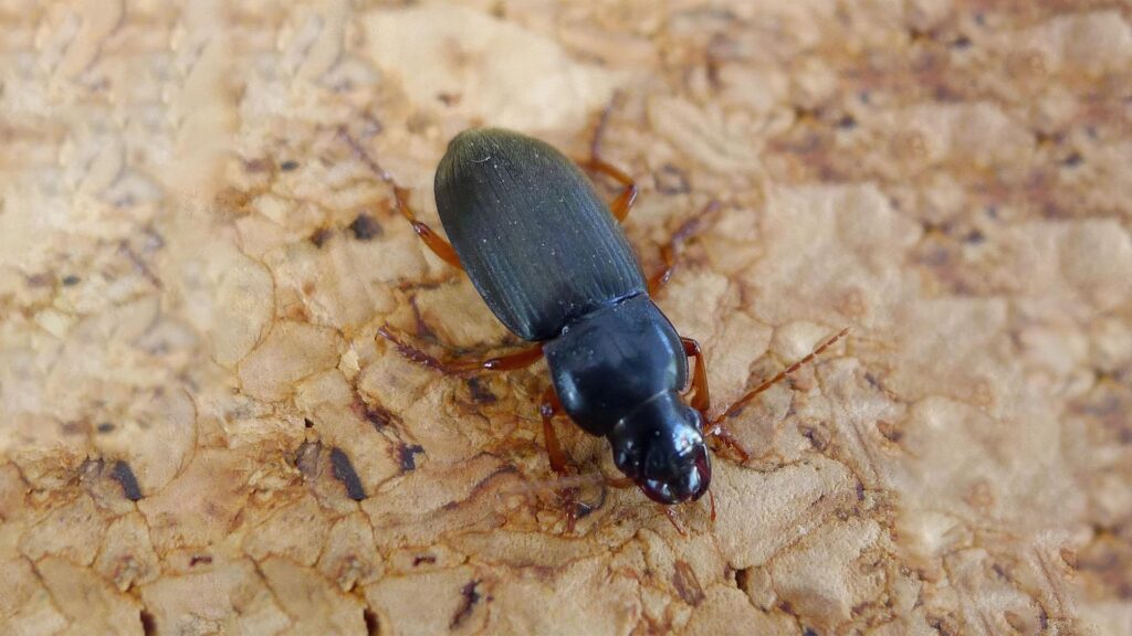 Dzier włochaty - czarny chrząszcz, który podgryza ziarno