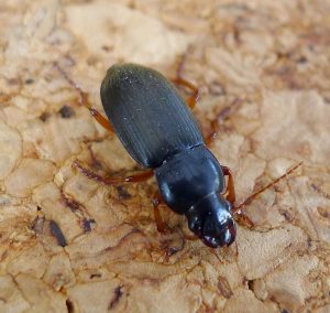 Dzier włochaty - czarny chrząszcz, który podgryza ziarno