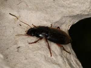 Dzier włochaty (Harpalus rufipes) siedzący na kamieniu