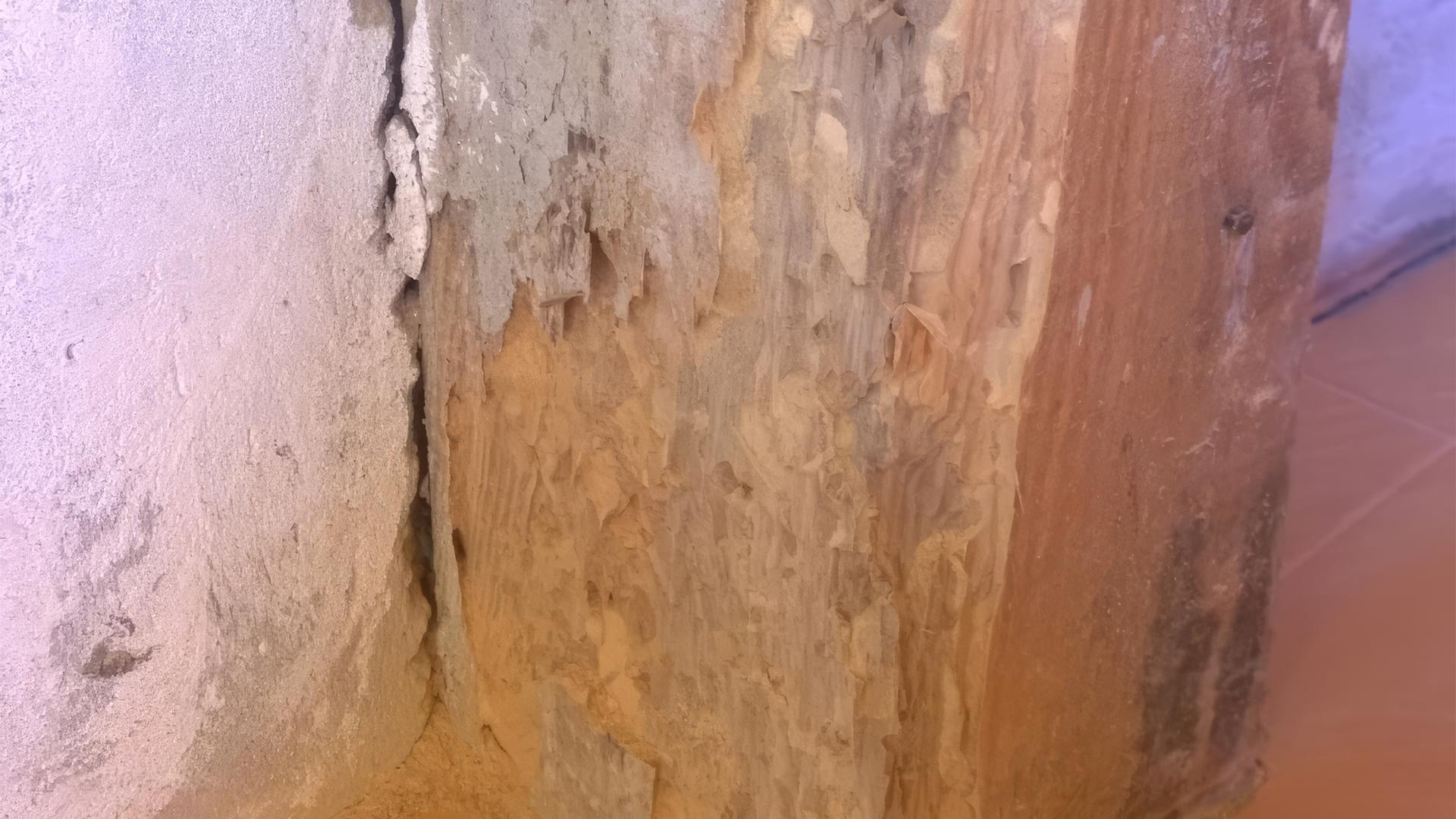 Spuszczel pospolity zniszczone drewno w domu