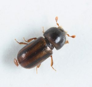trypodendron lineatum, drwalnik paskowany zwalczanie, szkodnik drewna