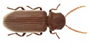 Krokwiowiec piłkorozny (Priobium caprini), popularny szkodnik drewna