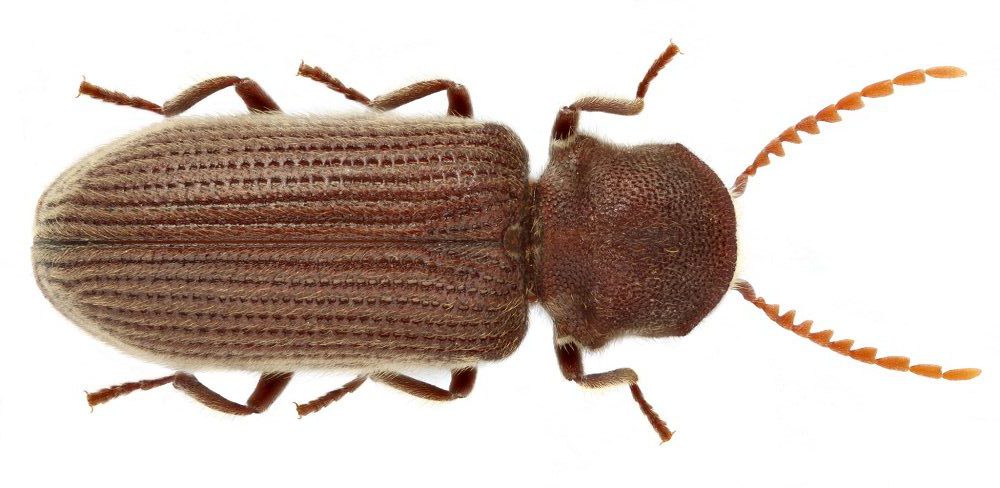 Krokwiowiec piłkorozny (Priobium caprini), popularny szkodnik drewna