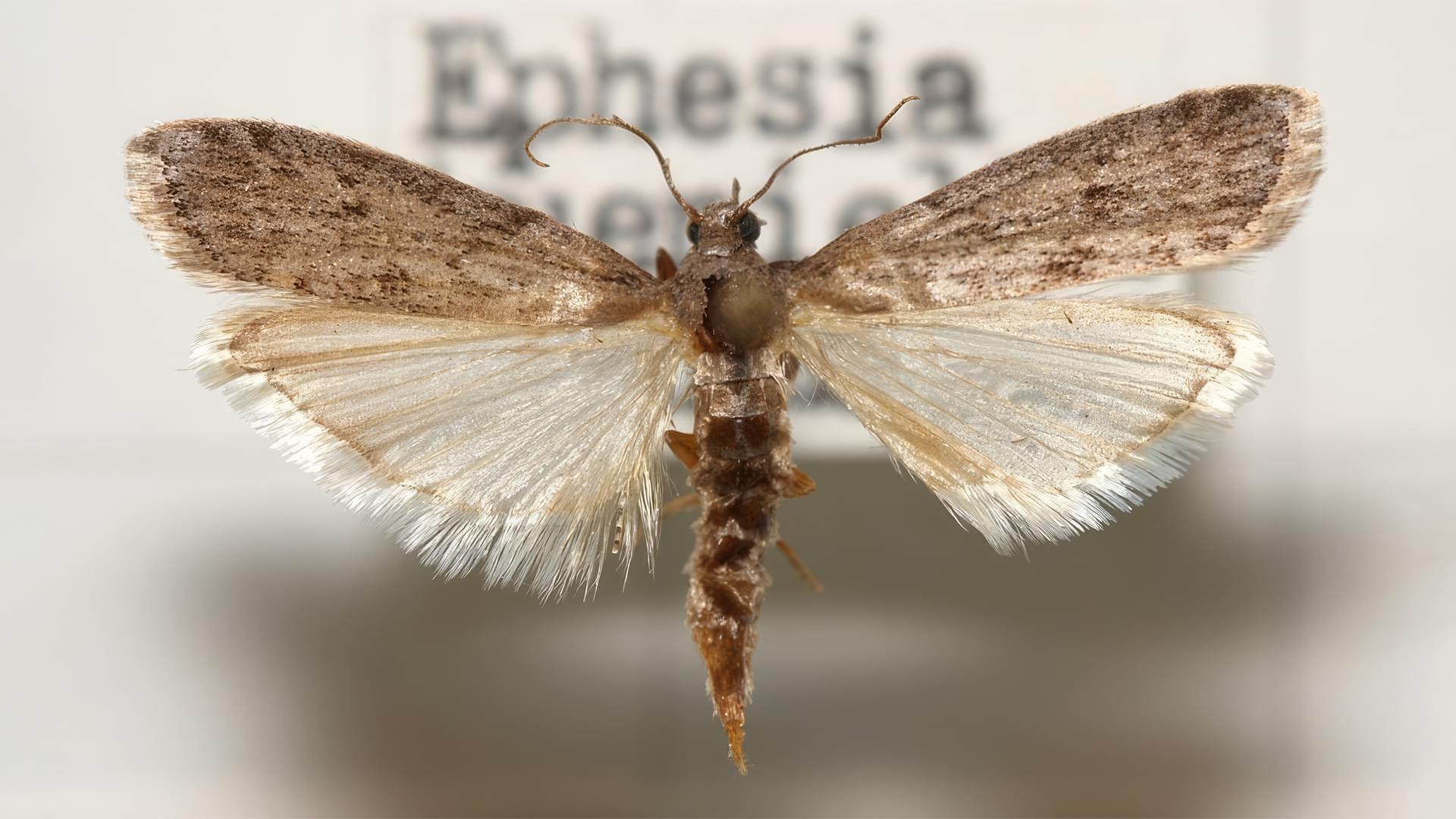 Mklik mączny (Ephestia kuehniella) jest szkodnikiem magazynowym