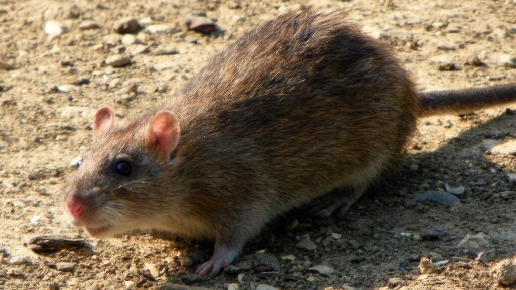 Szczur wędrowny