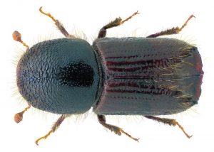 Kornik drukarz (Ips typographus), szkodnik drewna żywego