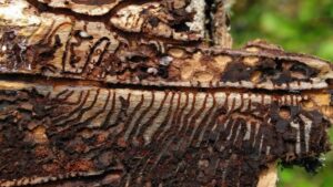Korytarze w drewnie i larwa kornika drukarza