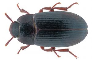Pleśniakowiec lśniacy (Alphitobius diaperinus), szkodnik drobiu