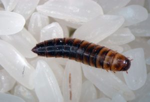 Larwa i jaja pleśniakowca lśniącego (Alphitobius diaperinus)